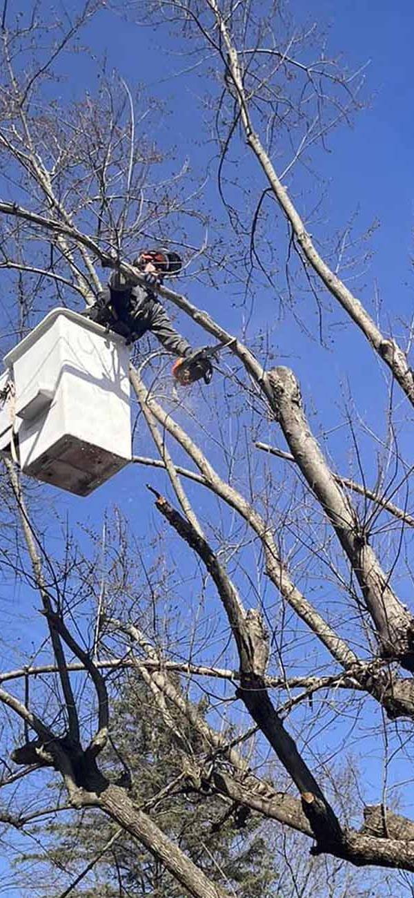 insured-tree-removal